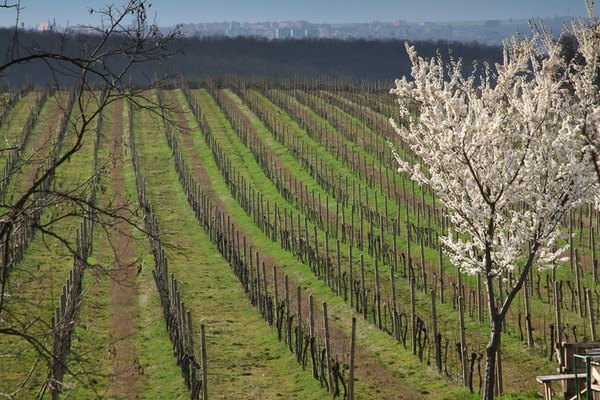 Jaro ve vinohradu